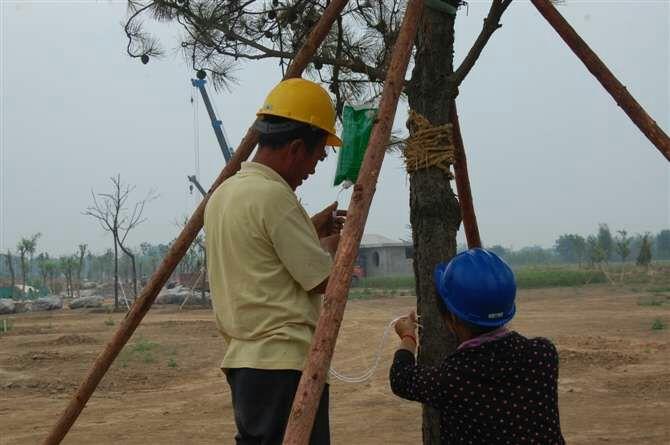 肃宁县园林绿化局 关于常绿树木养护技术回忆分析及下一步管护方案